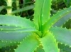 Laringita. Traheita, Produse naturiste, Dieta, Remedii
