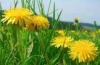 Spondilită ankilopoietică, Dieta, Medicina alternativa
