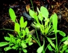 Macrisul marunt, ceaiuri detoxifiante, intarirea sistemului imunitar prin plante naturale