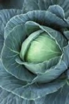 Abces, Flegmon, Furuncul, Lipom, Dieta, Remedii natruriste