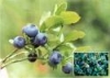 Dureri abdominale, Dieta, Boli, Prevenire, Sanatate